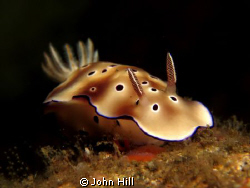 Common but still beautiful, Risbecia Tryoni. :) by John Hill 